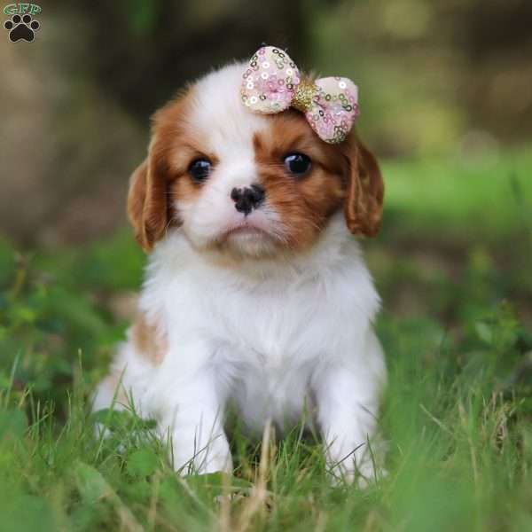 Nelly, Cavalier King Charles Spaniel Puppy